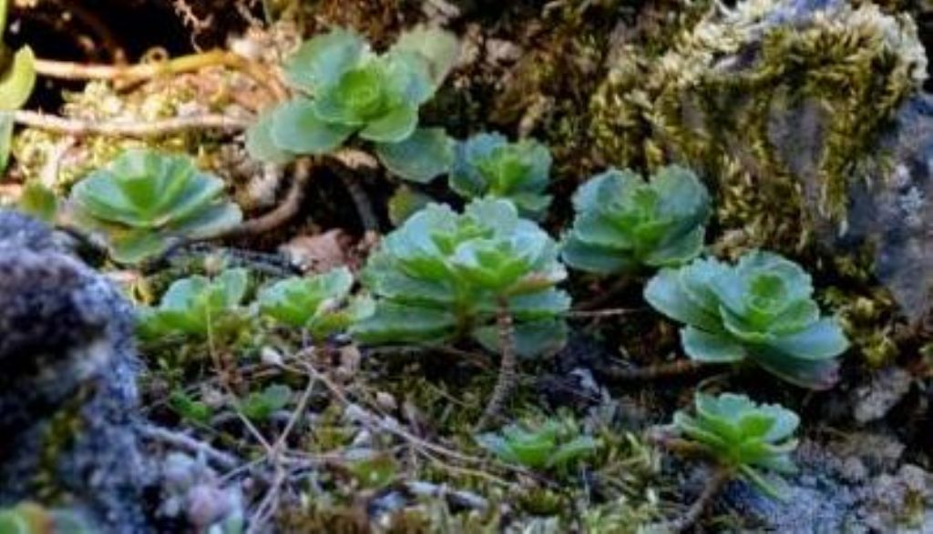 Phedimus spurius (=Sedum spurium)